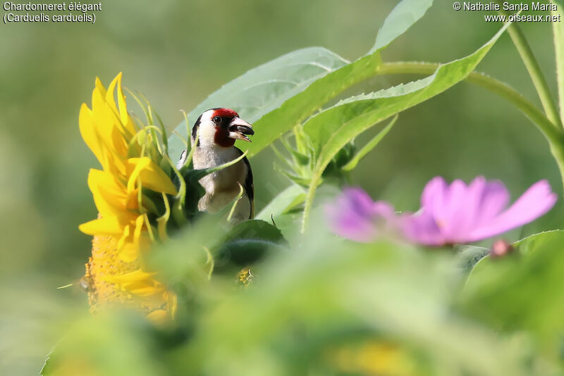 European Goldfinch female adult, identification, feeding habits