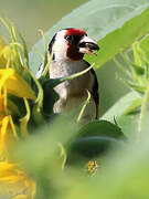 European Goldfinch