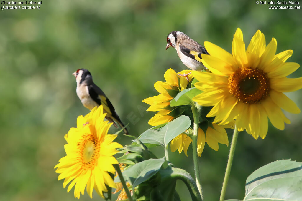 European Goldfinchadult, identification, feeding habits