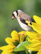 European Goldfinch