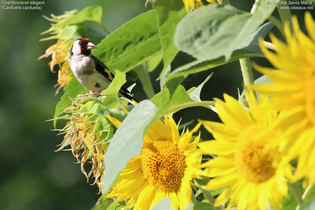 European Goldfinch female adult, identification, feeding habits