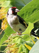 European Goldfinch