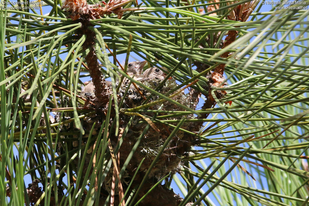 European GoldfinchPoussin, Reproduction-nesting, Behaviour