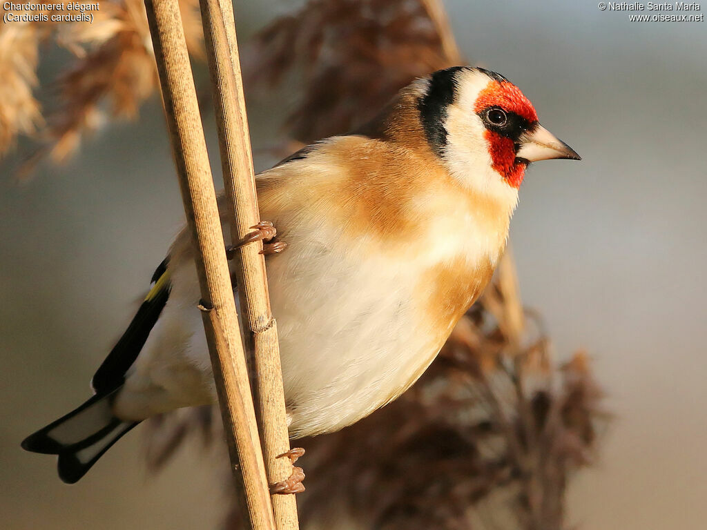 Chardonneret élégant mâle adulte, identification