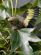 European Goldfinch