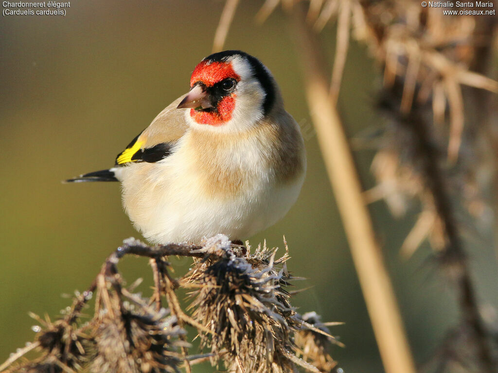 European Goldfinch male adult, identification, Behaviour