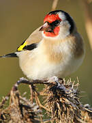 European Goldfinch