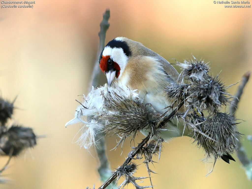 Chardonneret élégant mâle adulte, identification, régime, Comportement