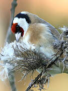 European Goldfinch