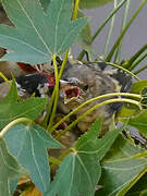 Chardonneret élégant