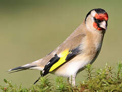 European Goldfinch