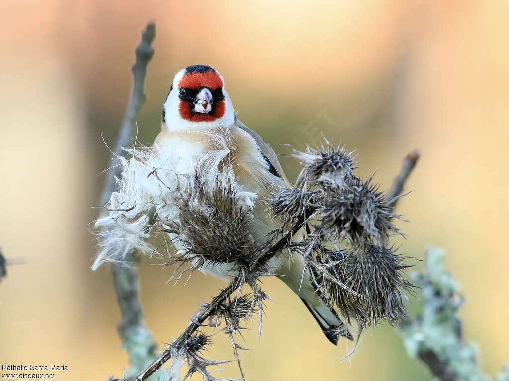 European Goldfinch male adult, identification, feeding habits, eats