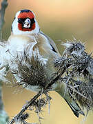 European Goldfinch