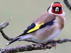 European Goldfinch