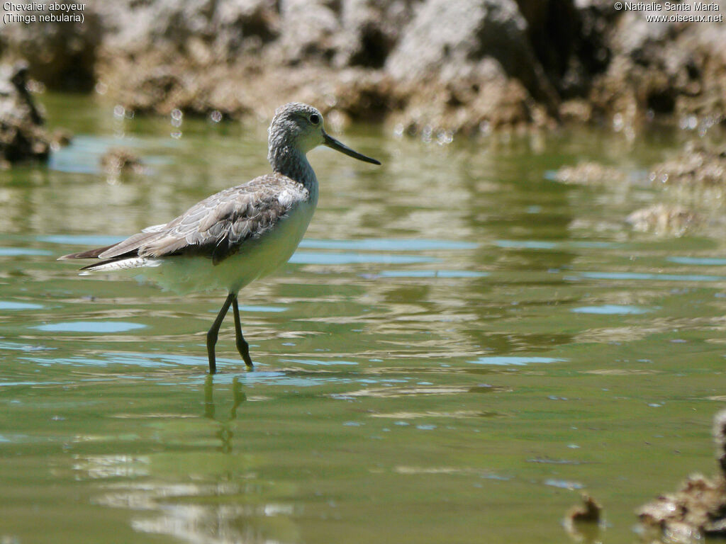 Chevalier aboyeuradulte internuptial, identification, habitat, marche, Comportement