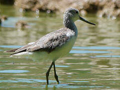 Common Greenshank