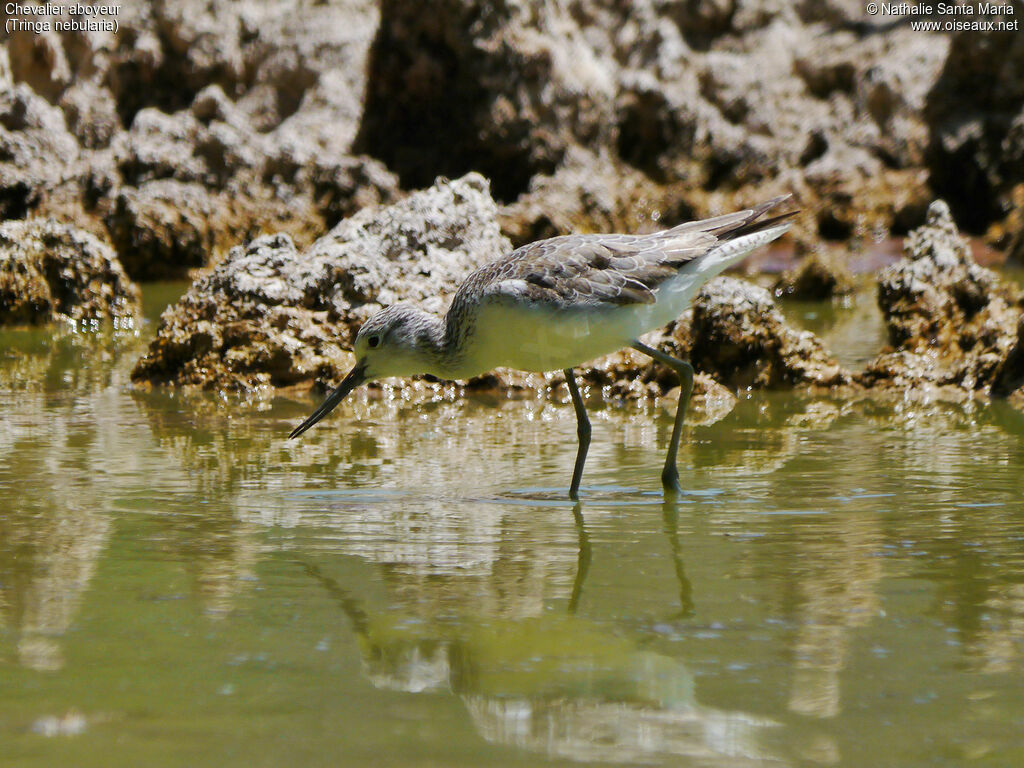 Chevalier aboyeuradulte internuptial, identification, habitat, marche, Comportement