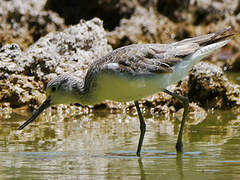 Common Greenshank