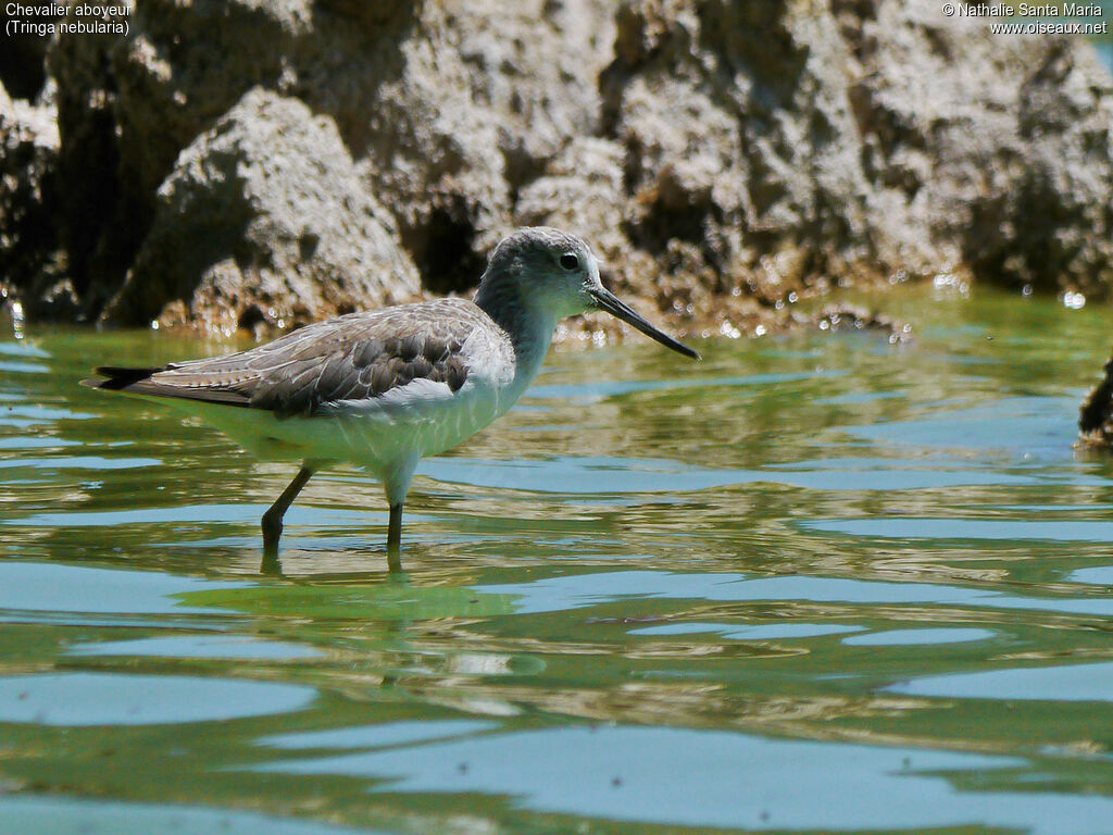 Chevalier aboyeuradulte internuptial, identification, habitat, marche, Comportement