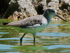 Common Greenshank