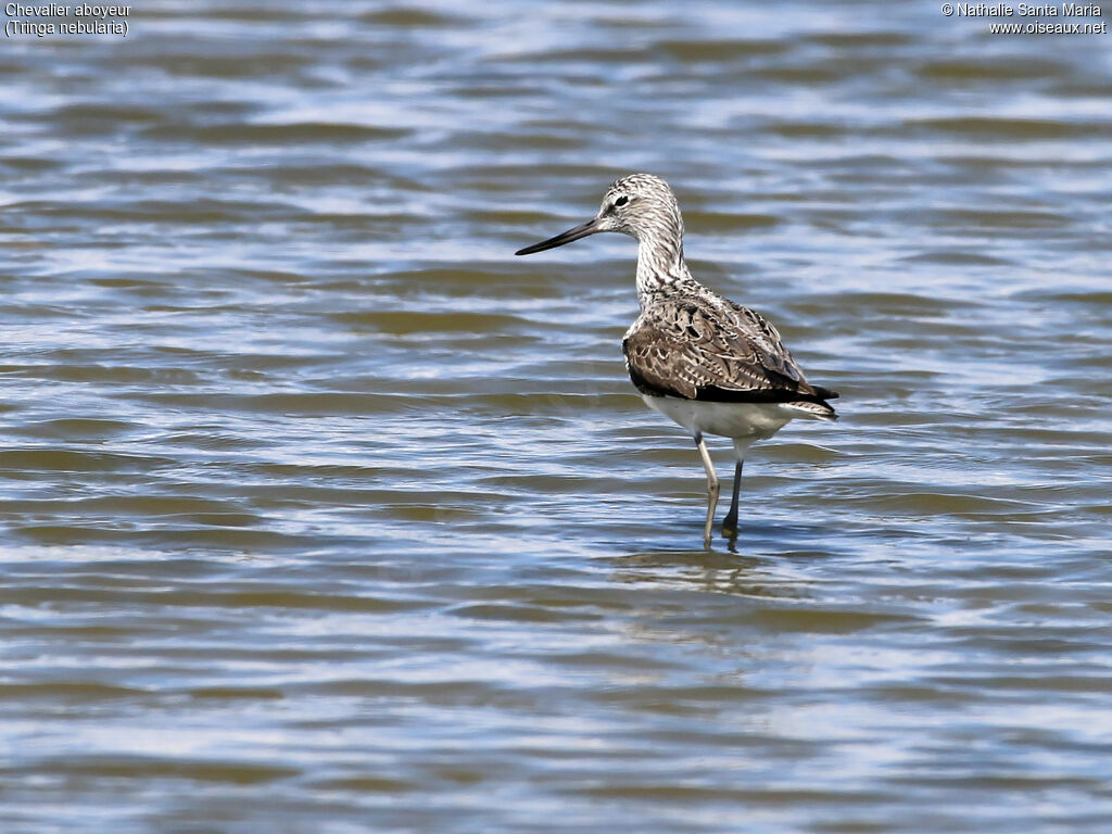 Chevalier aboyeuradulte nuptial, identification, habitat, marche