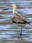 Common Greenshank