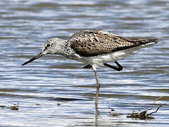 Common Greenshank