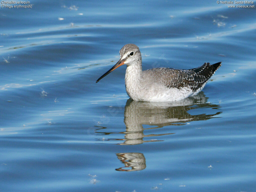 Spotted Redshankadult post breeding, identification, habitat, walking, Behaviour