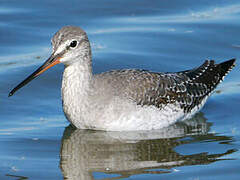 Spotted Redshank