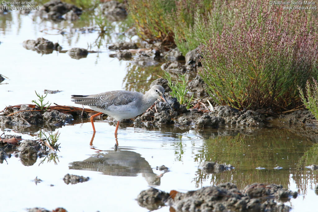 Spotted Redshankadult post breeding, identification, habitat, walking