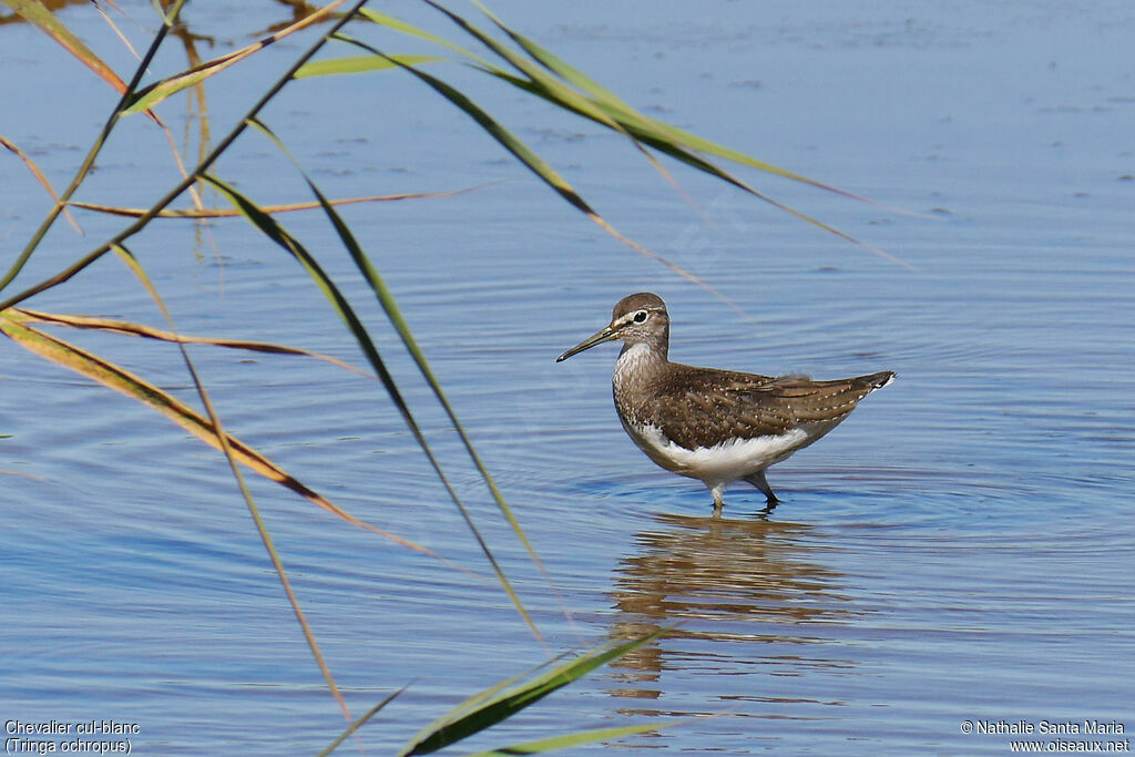 Chevalier cul-blancadulte, identification, habitat, marche