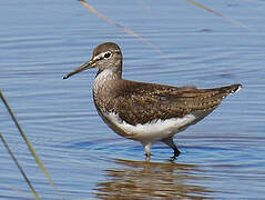 Green Sandpiper