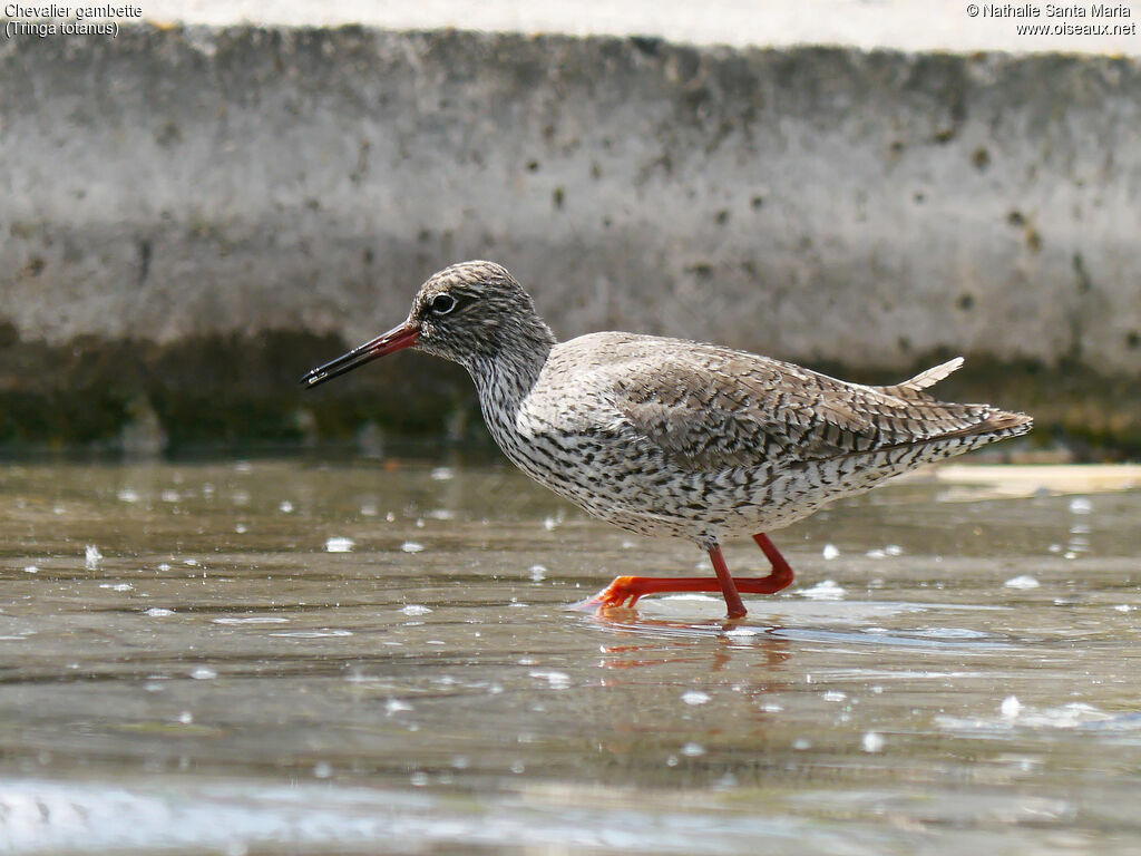 Common Redshankadult breeding, identification, walking, feeding habits