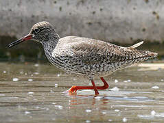 Common Redshank