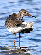 Common Redshank