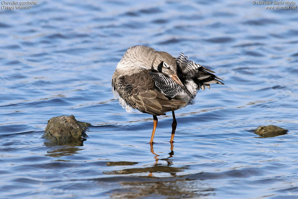 Common Redshankadult post breeding, identification, habitat, care