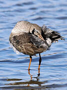 Common Redshank