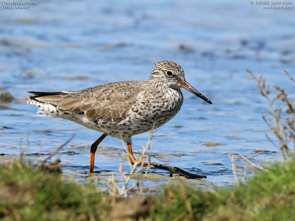 Common Redshankadult breeding, identification, habitat, walking