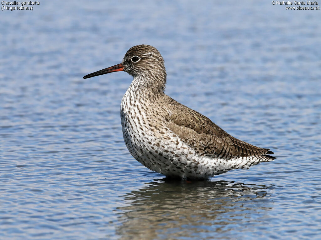 Chevalier gambetteadulte nuptial, identification, habitat, marche, Comportement