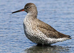 Common Redshank