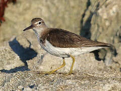 Spotted Sandpiper