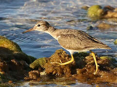 Spotted Sandpiper