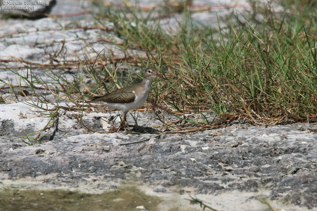 Spotted Sandpiperadult, identification