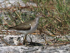 Spotted Sandpiper