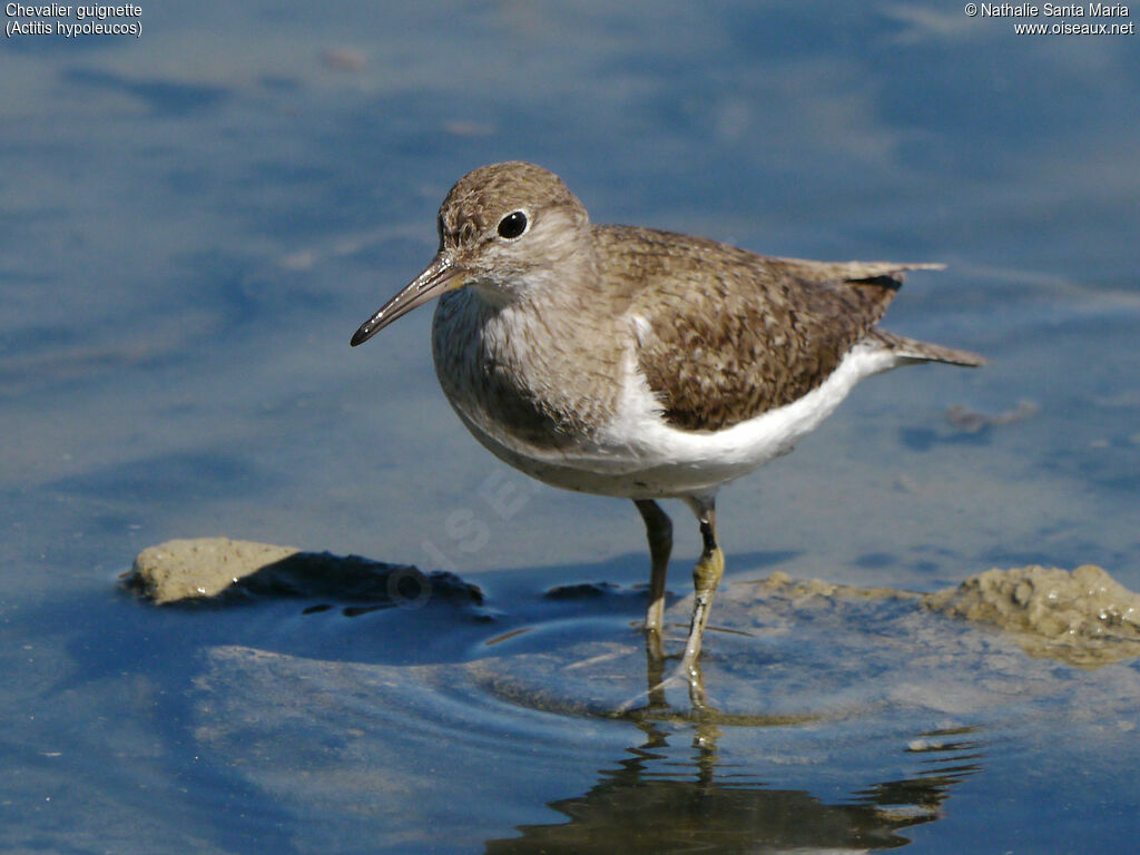 Common Sandpiperadult, identification, habitat, walking