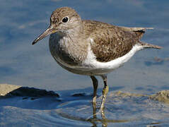 Common Sandpiper