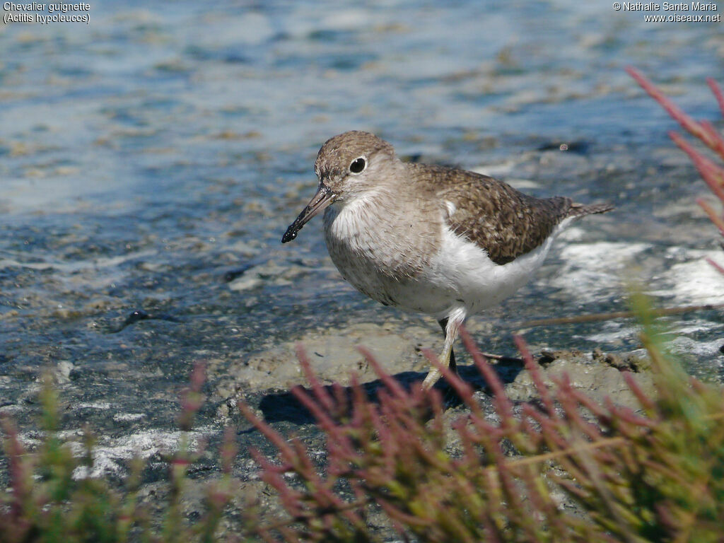 Common Sandpiperadult, identification, habitat, walking