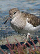 Common Sandpiper