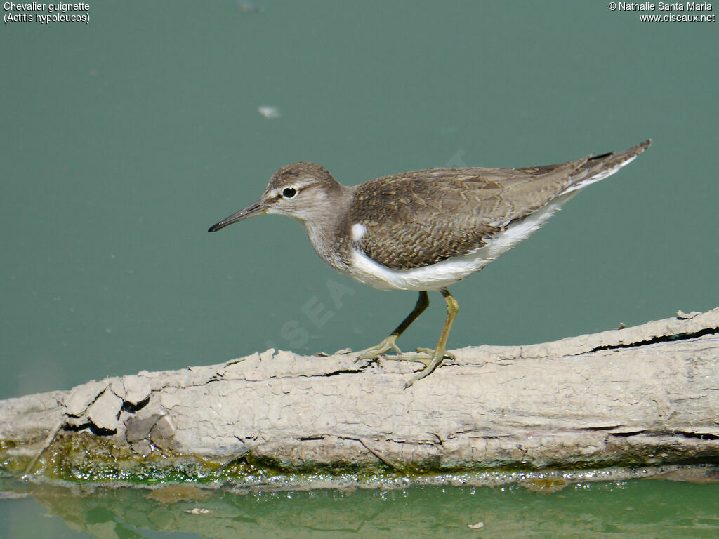 Chevalier guignetteadulte, identification, habitat, marche