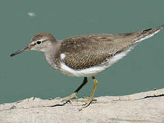 Common Sandpiper